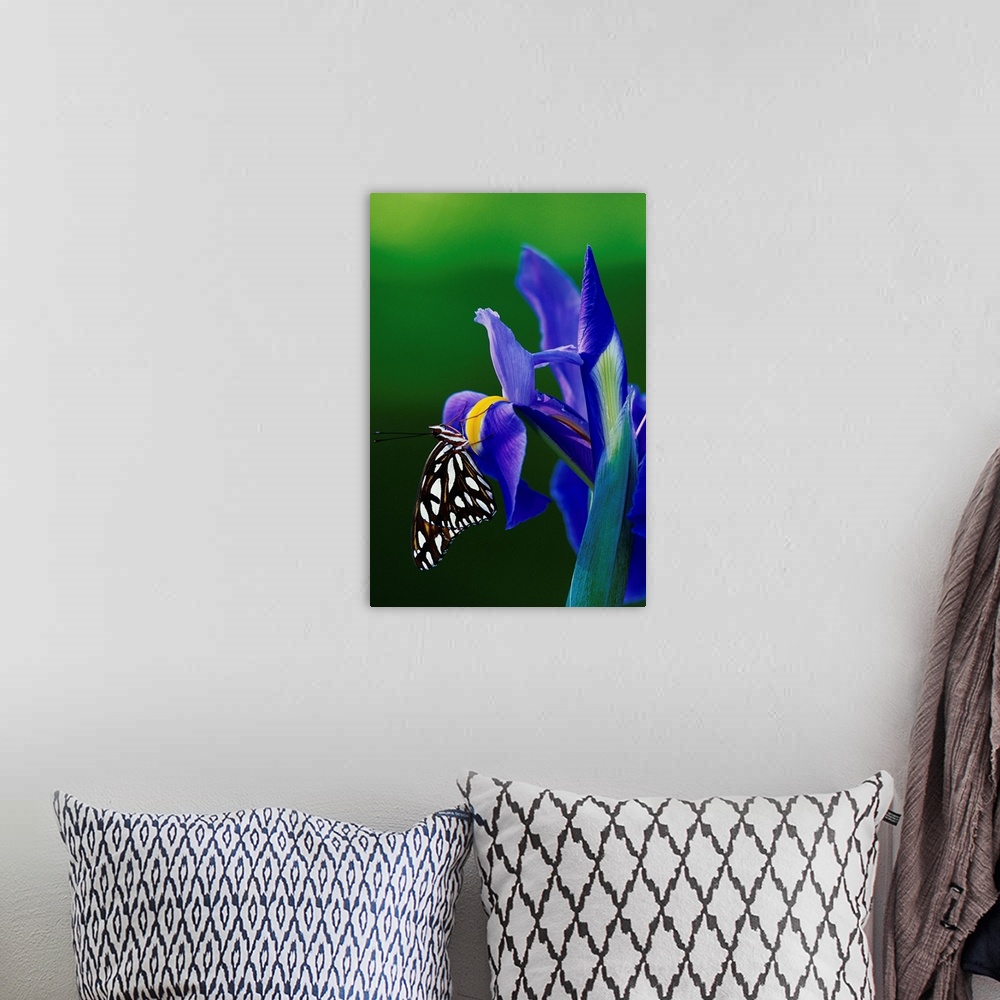 A bohemian room featuring Fritillary Butterfly On A Dutch Iris