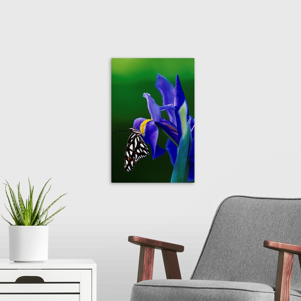 A modern room featuring Fritillary Butterfly On A Dutch Iris