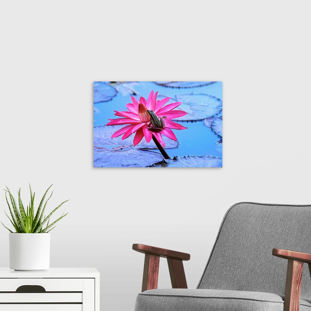 A modern room featuring Frog On Water Lily In Pond