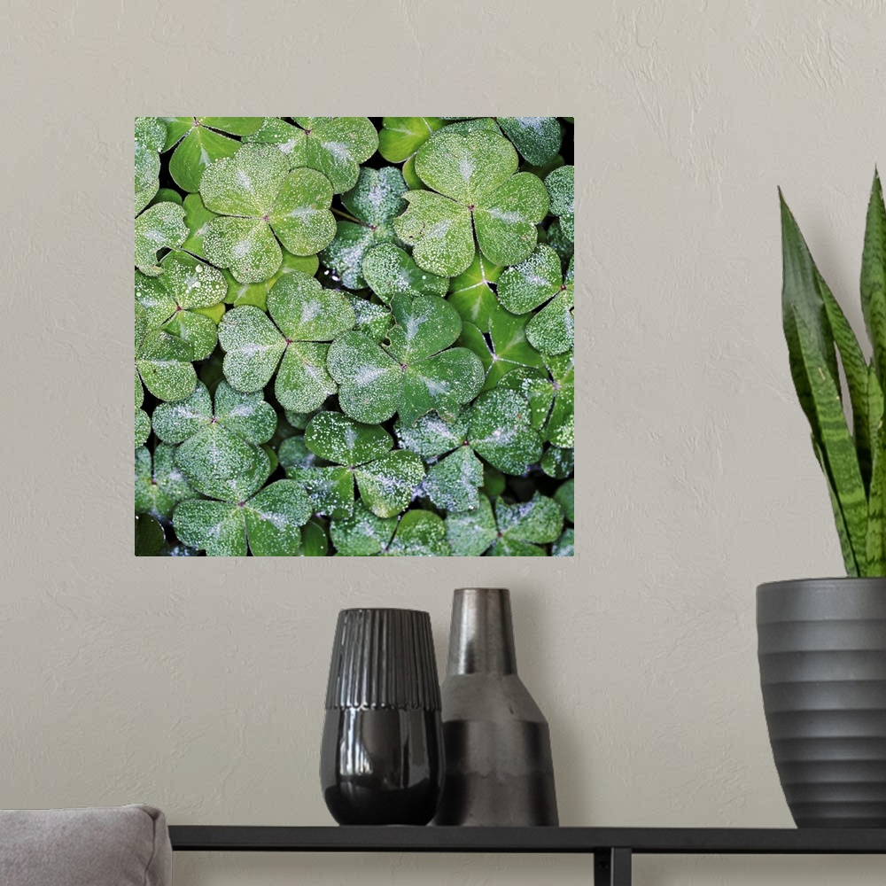A modern room featuring Frost on clovers, overhead view