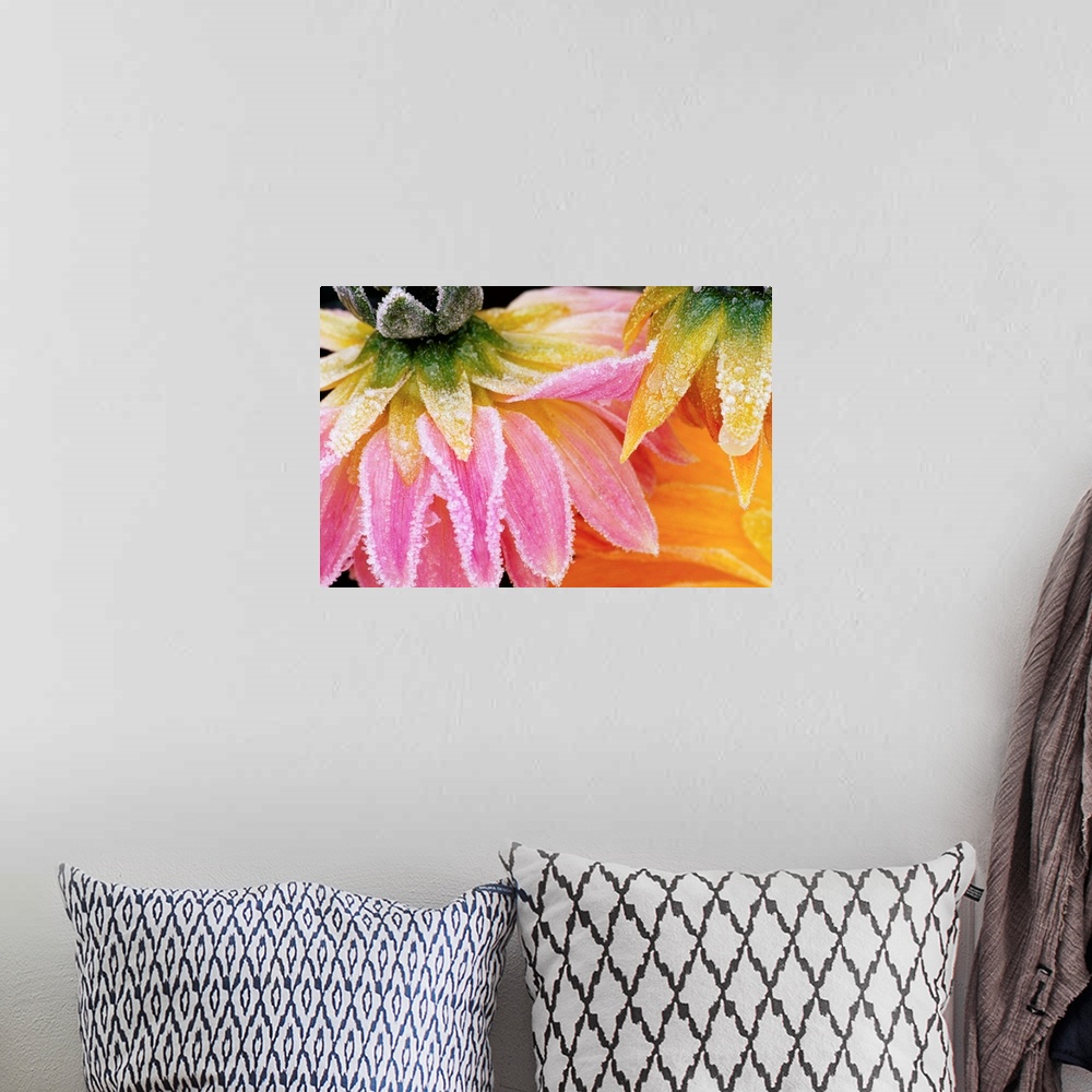 A bohemian room featuring Frost On Dahlia Petals