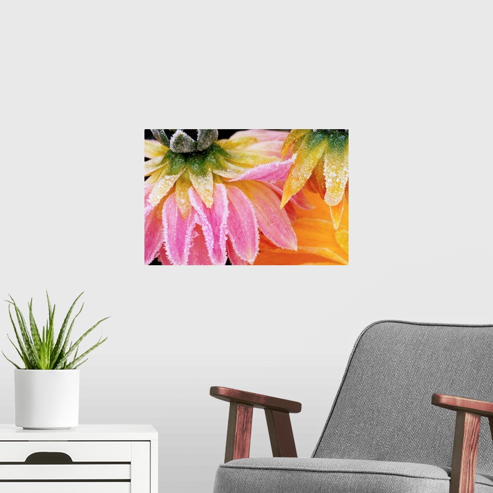 A modern room featuring Frost On Dahlia Petals