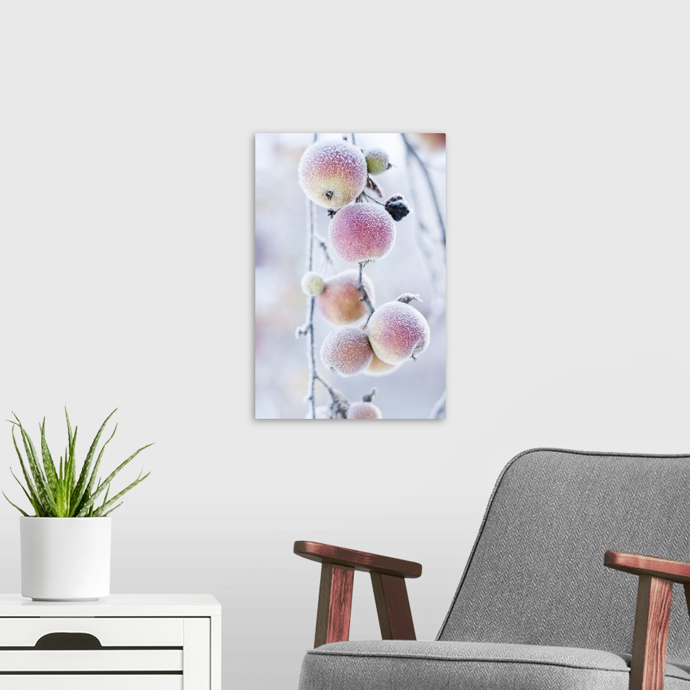 A modern room featuring Frosted apples on branch