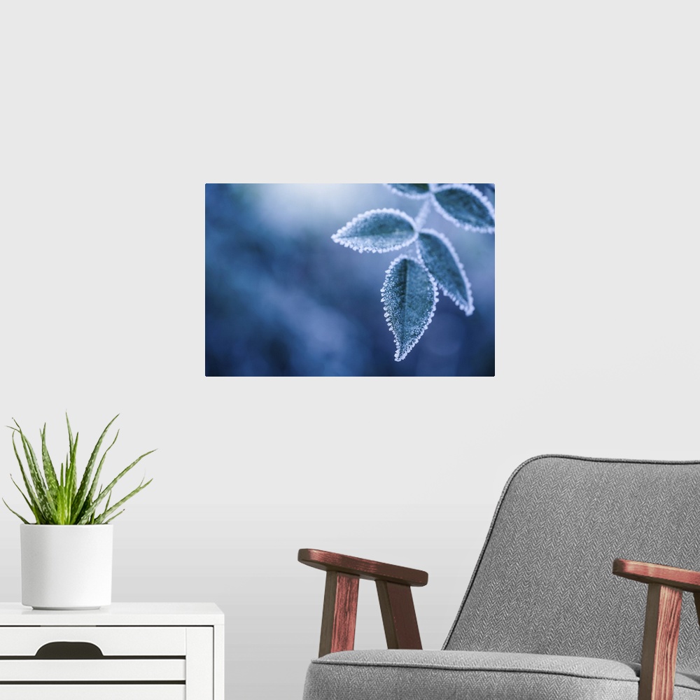 A modern room featuring Bluish frosty winter leaves abstract.
