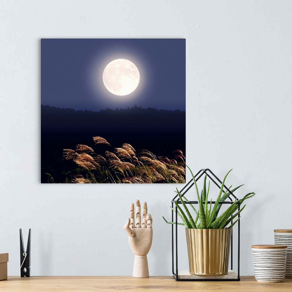 A bohemian room featuring Full moon and Japanese silver grass, long exposure