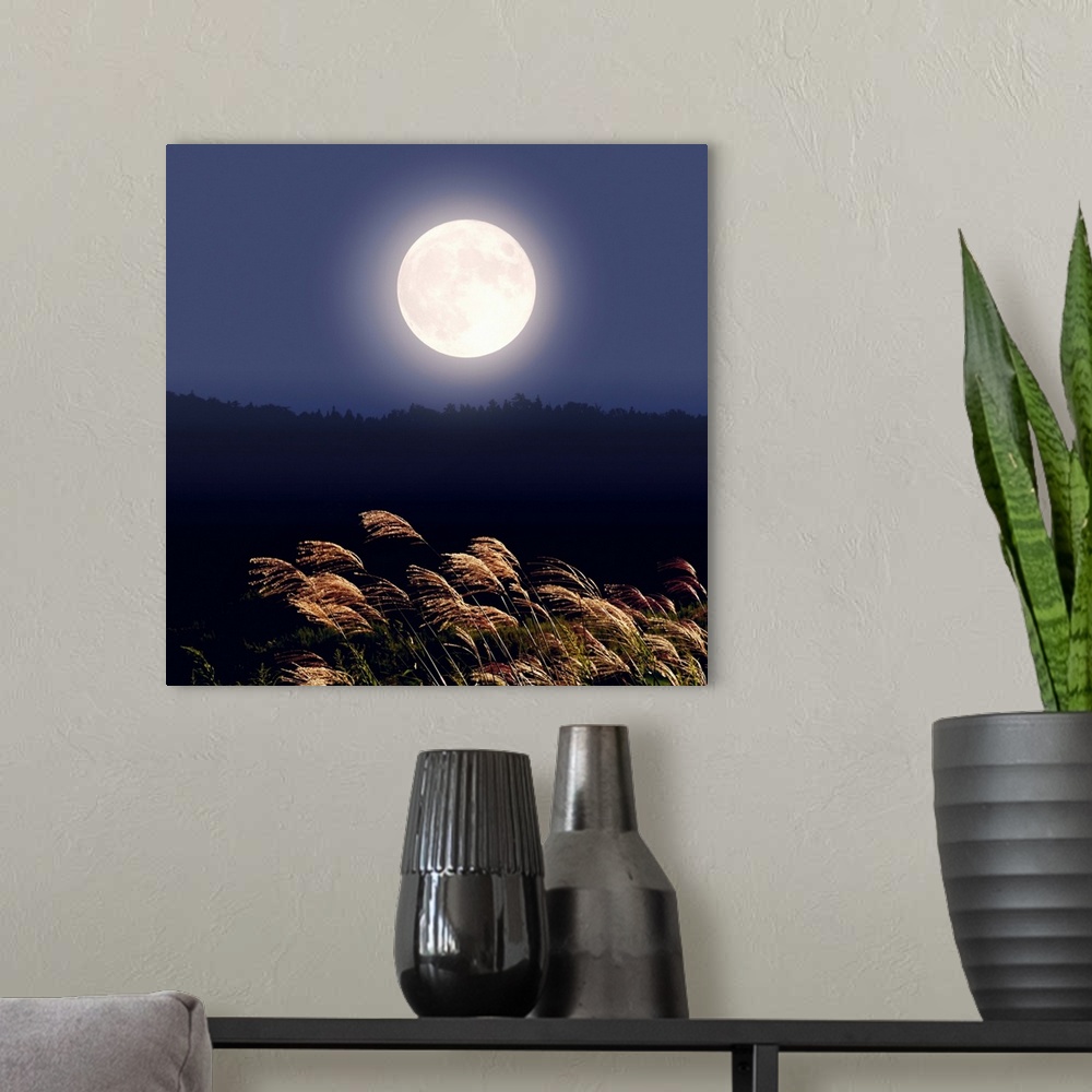 A modern room featuring Full moon and Japanese silver grass, long exposure
