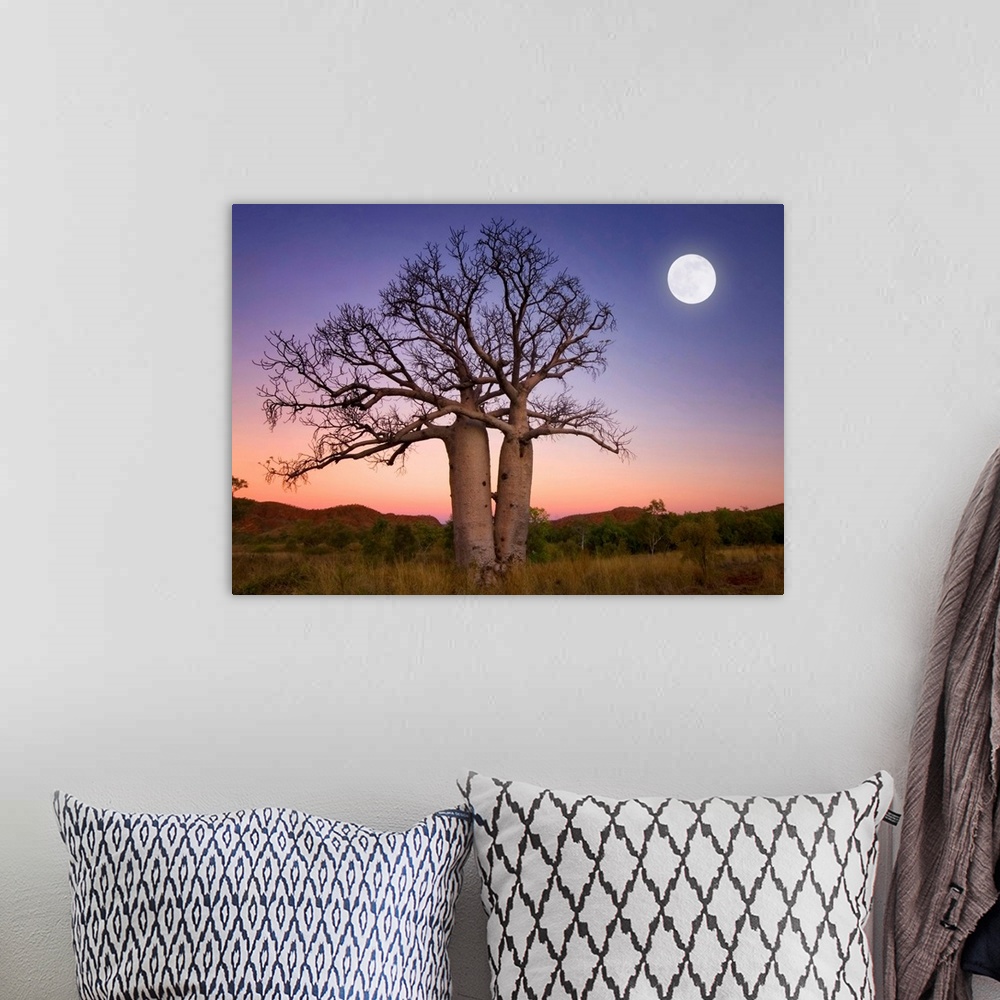 A bohemian room featuring Full moon on sunset over boab trees and ranges on the bank of the Ord river in Kununurra East Kim...