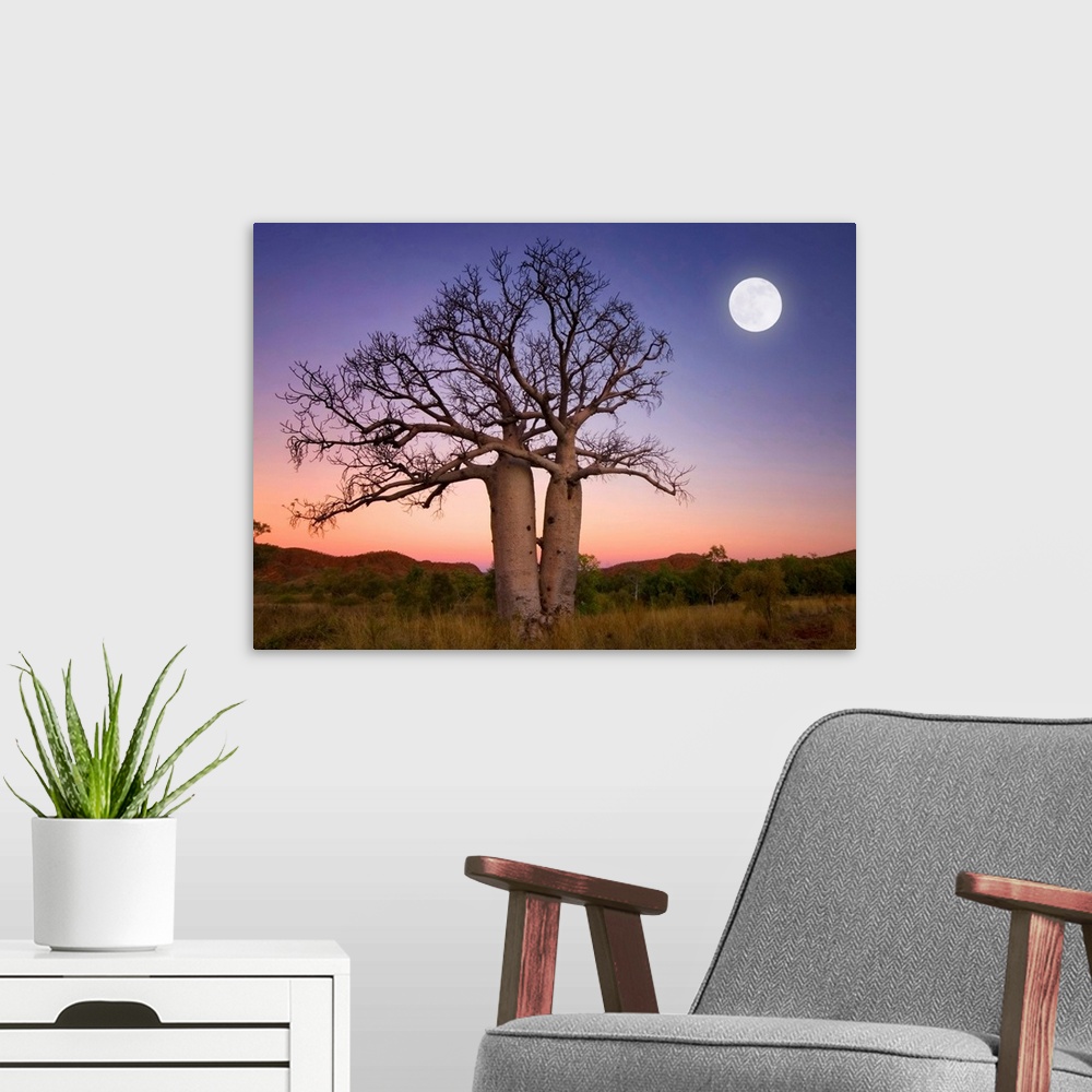 A modern room featuring Full moon on sunset over boab trees and ranges on the bank of the Ord river in Kununurra East Kim...