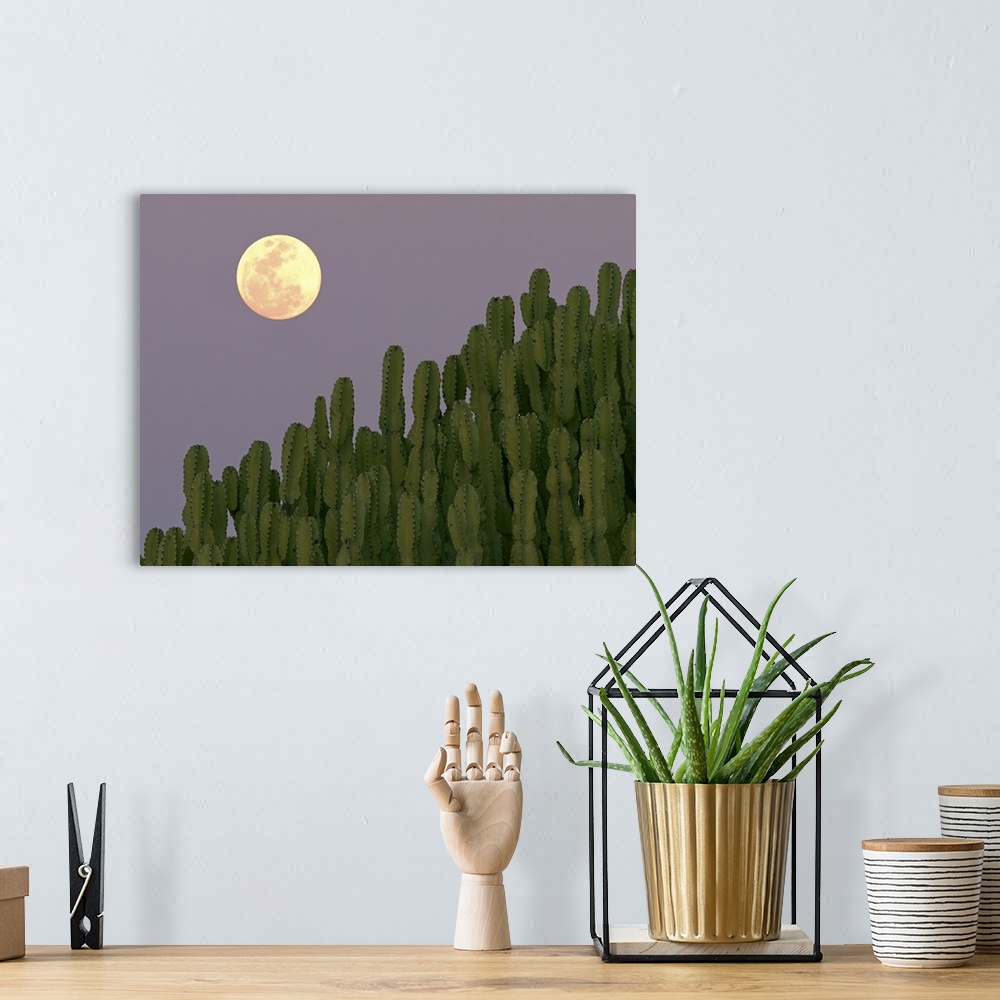 A bohemian room featuring Full moon rising over cacti.