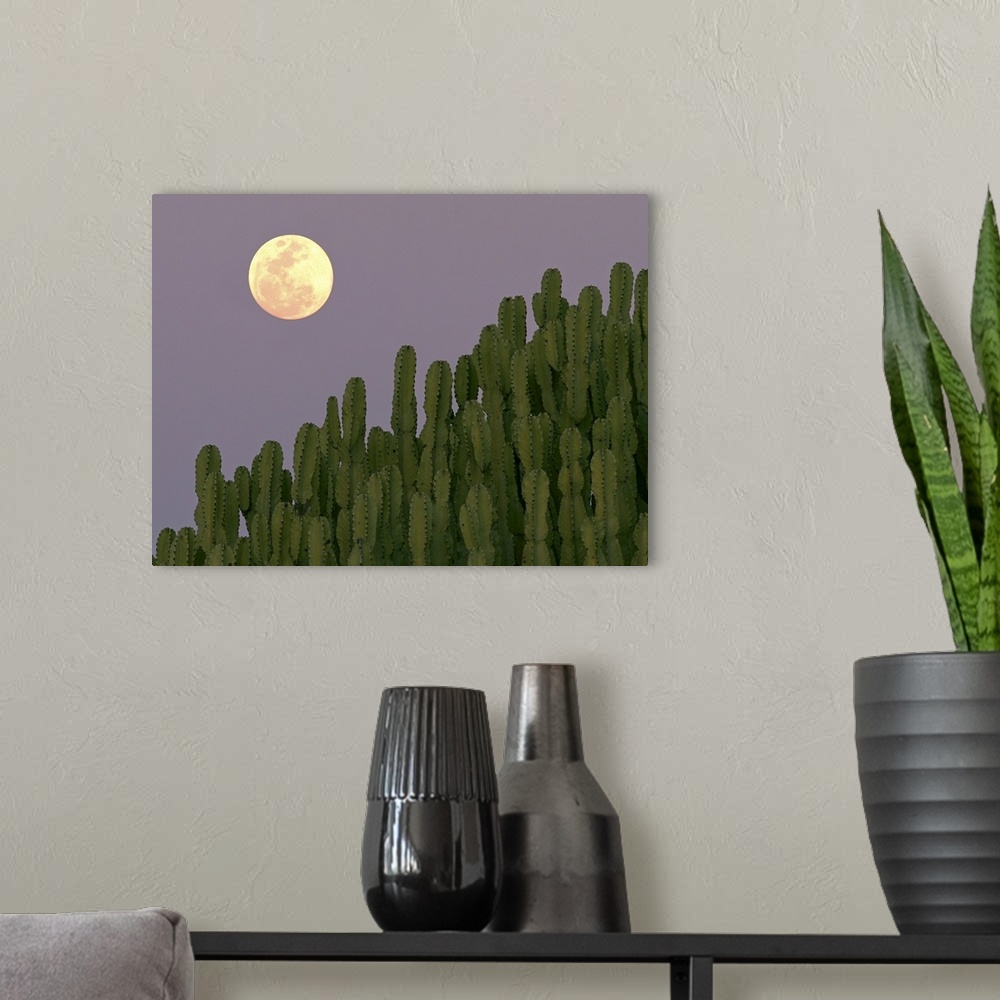 A modern room featuring Full moon rising over cacti.