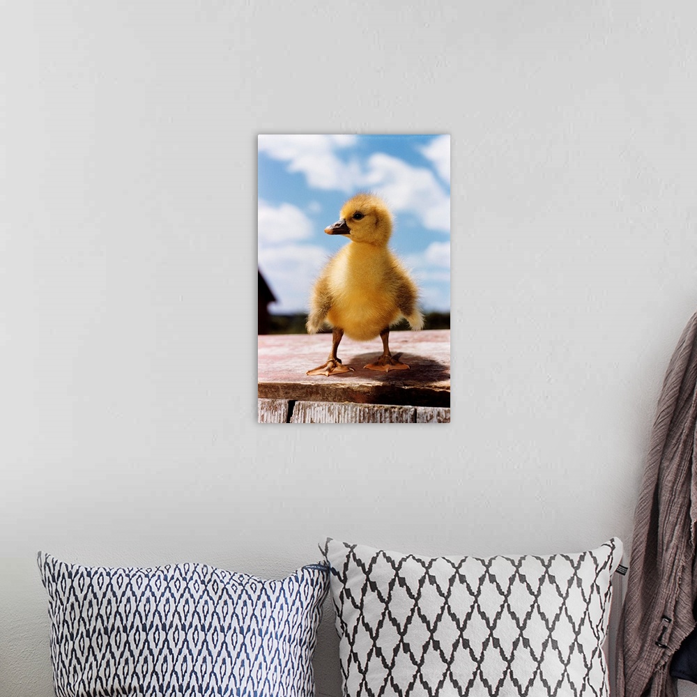 A bohemian room featuring Fuzzy Duckling