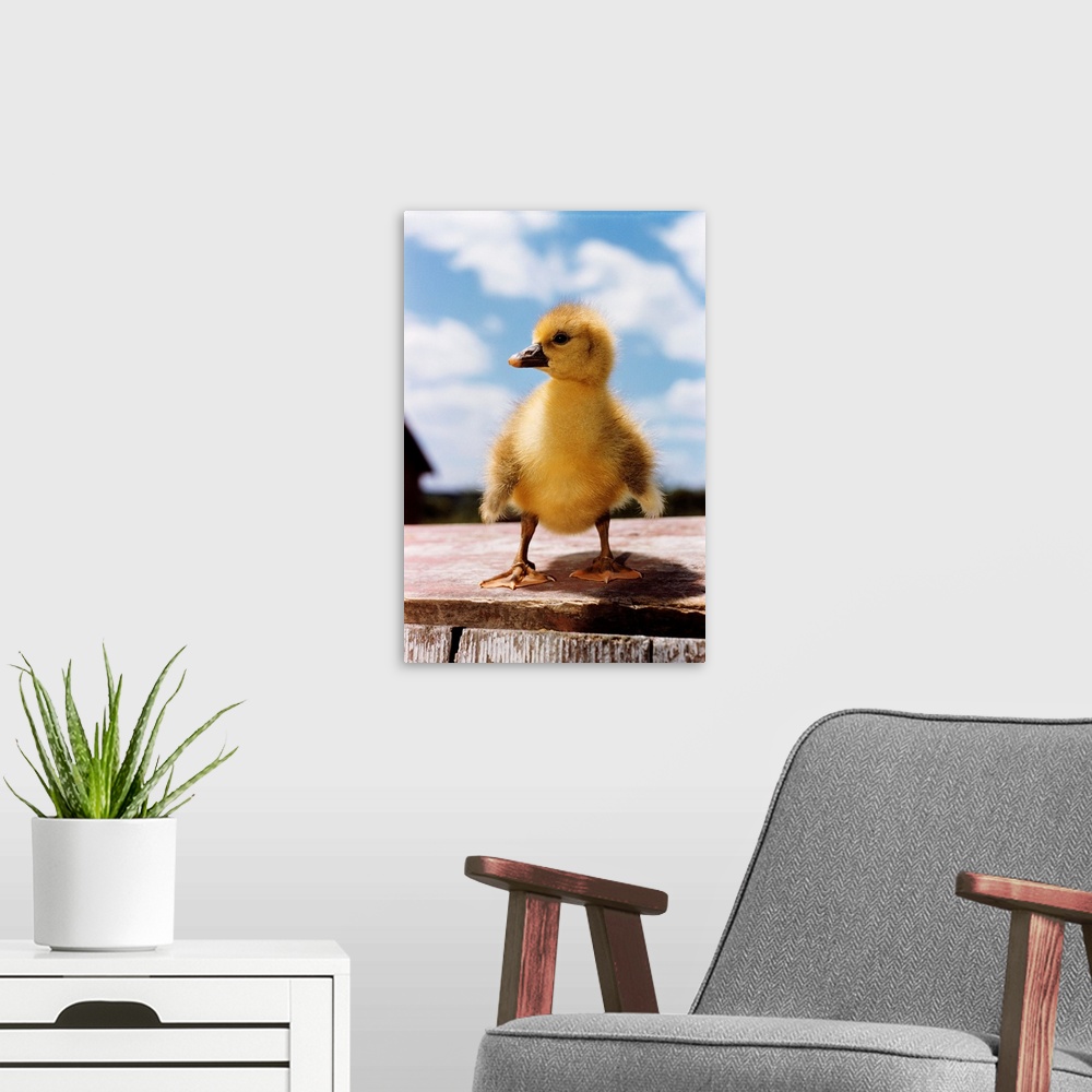 A modern room featuring Fuzzy Duckling