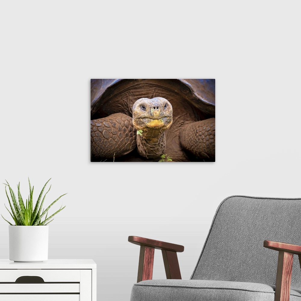 A modern room featuring Close up of Galapagos giant tortoise in San Cristobal, Galapagos Island.