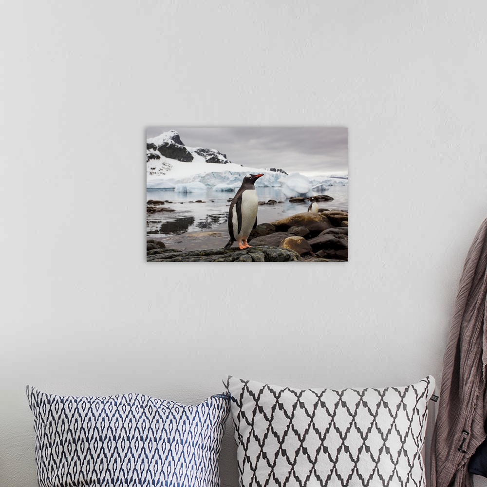 A bohemian room featuring Antarctica, Cuverville Island, Gentoo Penguin (Pygoscelis papua) standing on rocky shoreline with...