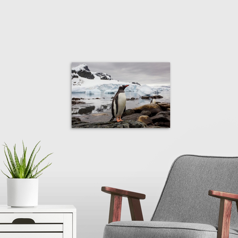 A modern room featuring Antarctica, Cuverville Island, Gentoo Penguin (Pygoscelis papua) standing on rocky shoreline with...