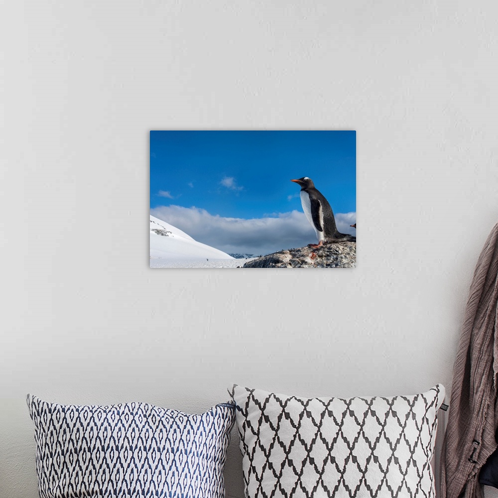 A bohemian room featuring Antarctica, Cuverville Island, Gentoo Penguin (Pygoscelis papua) standing onto snow slope in rookery