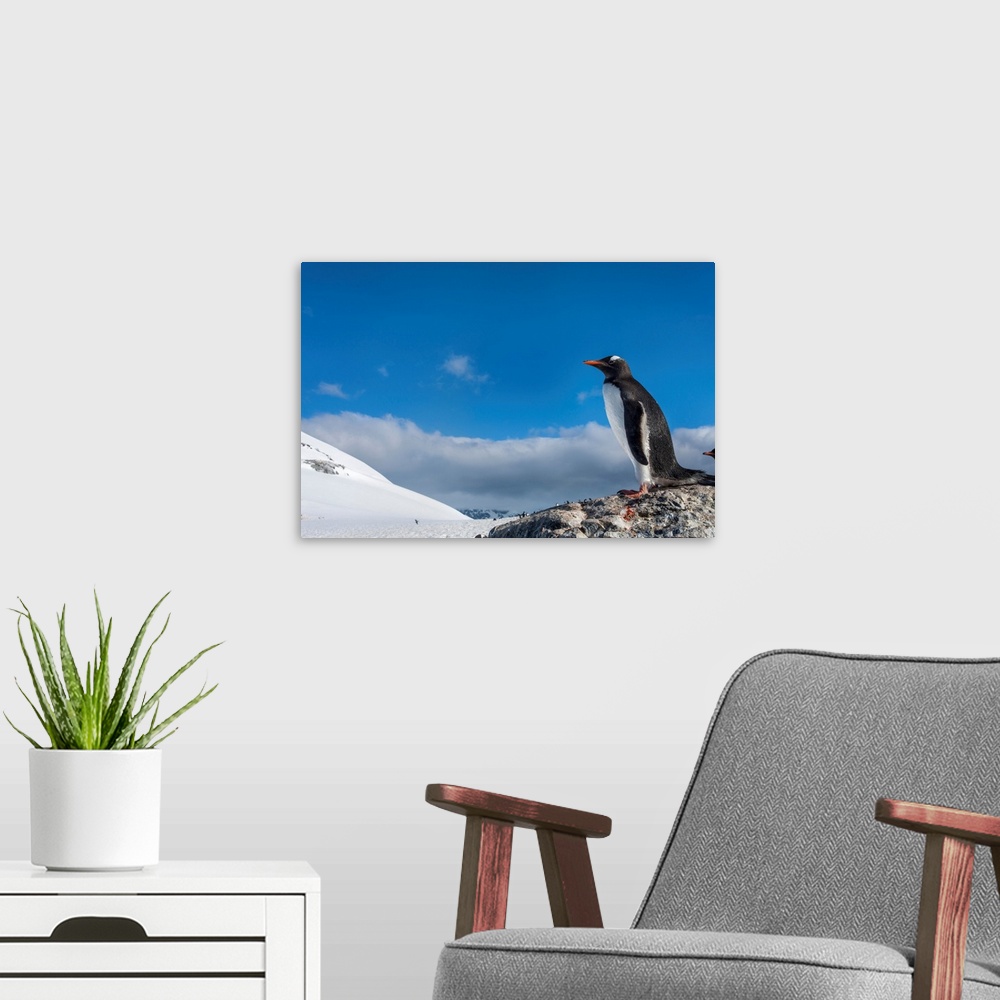 A modern room featuring Antarctica, Cuverville Island, Gentoo Penguin (Pygoscelis papua) standing onto snow slope in rookery