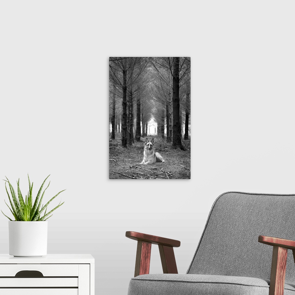 A modern room featuring German Shepherd Dog sitting down in woods.