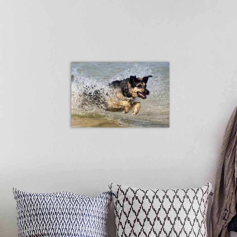 A bohemian room featuring Alsatian dog jumping through water and making splash.