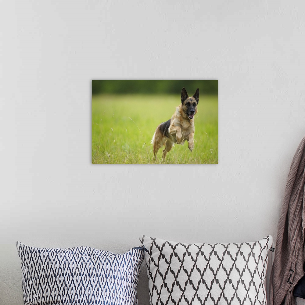 A bohemian room featuring German Shepherd leaping through the grass