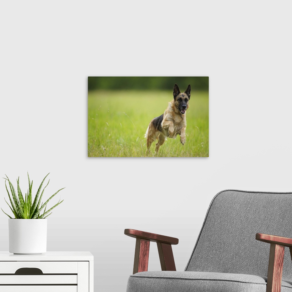 A modern room featuring German Shepherd leaping through the grass