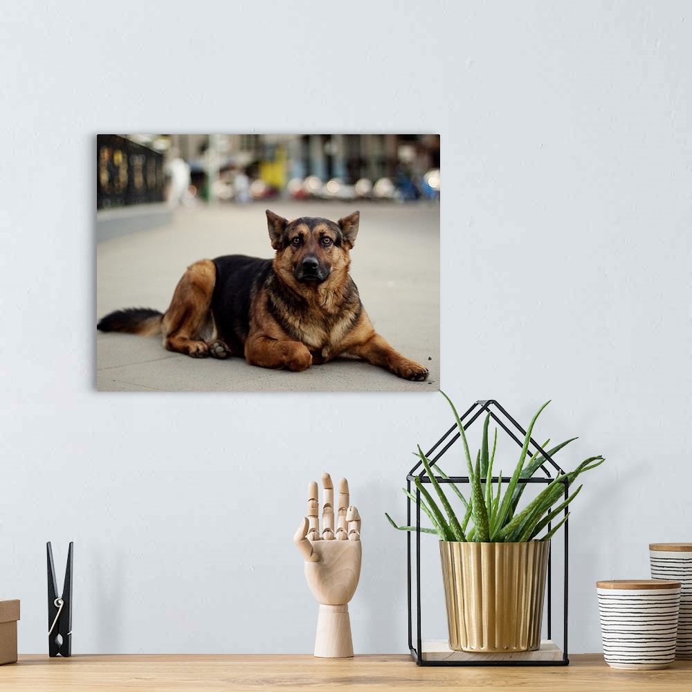 A bohemian room featuring Un perro callejero mirando muy fijamente a la camara.
