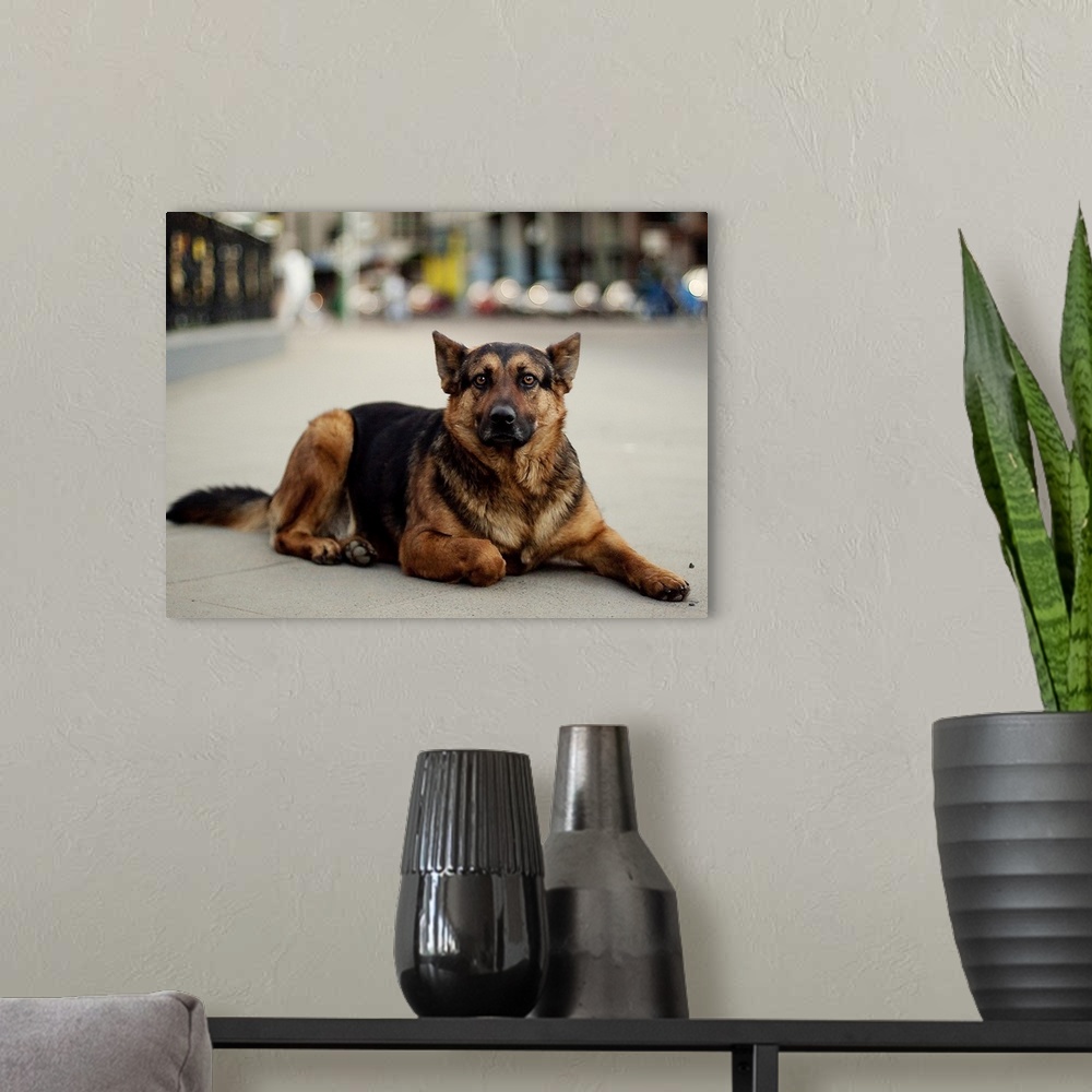 A modern room featuring Un perro callejero mirando muy fijamente a la camara.