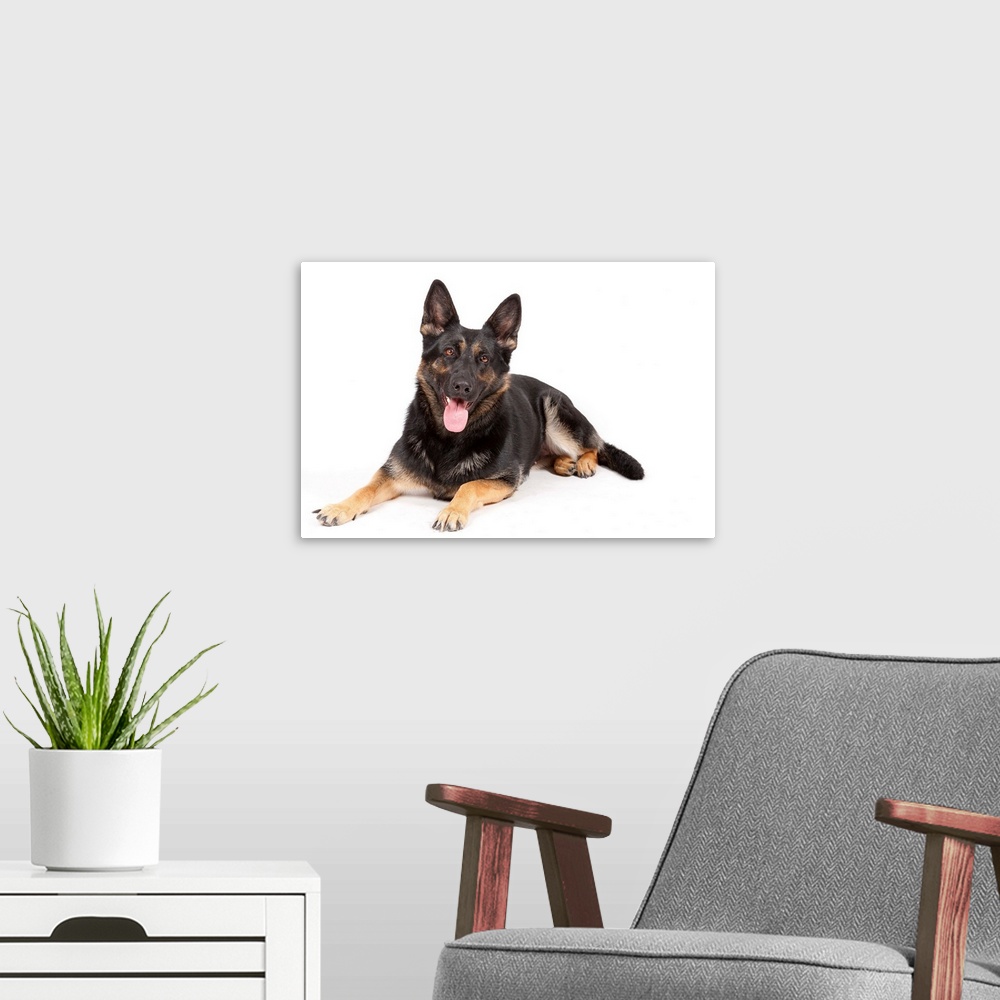 A modern room featuring German shepherd sitting on white background.