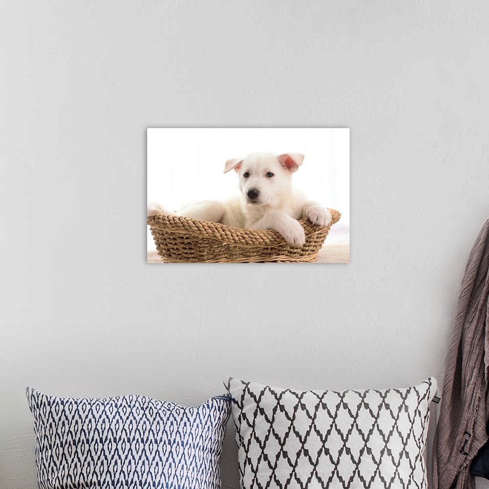 A bohemian room featuring German Shepherd Pup Resting In A Wicker Basket