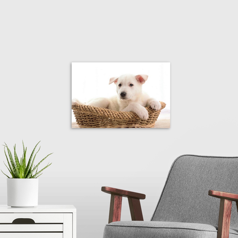A modern room featuring German Shepherd Pup Resting In A Wicker Basket