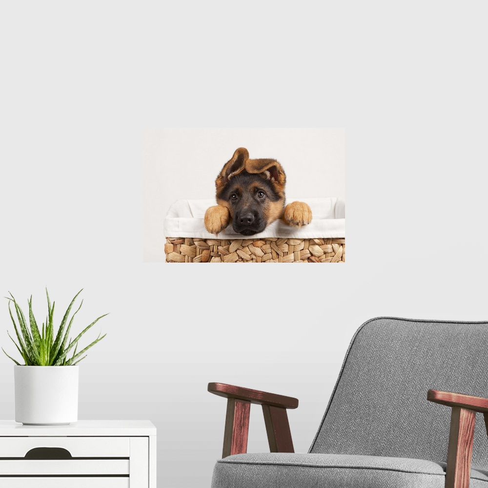 A modern room featuring German shepherd puppy in basket.