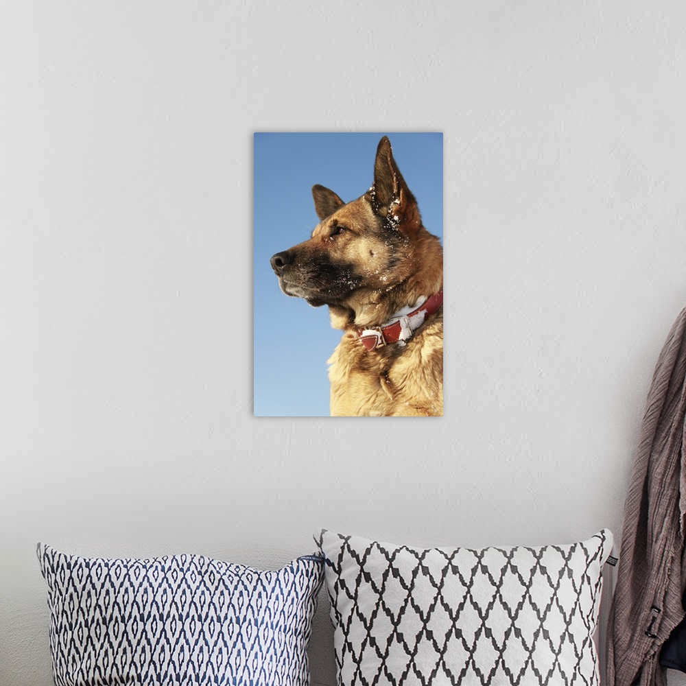 A bohemian room featuring German Shepard dog portrait against the blue winter sky.