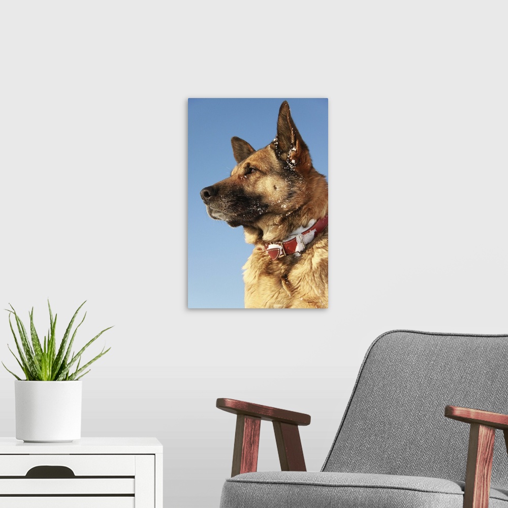 A modern room featuring German Shepard dog portrait against the blue winter sky.