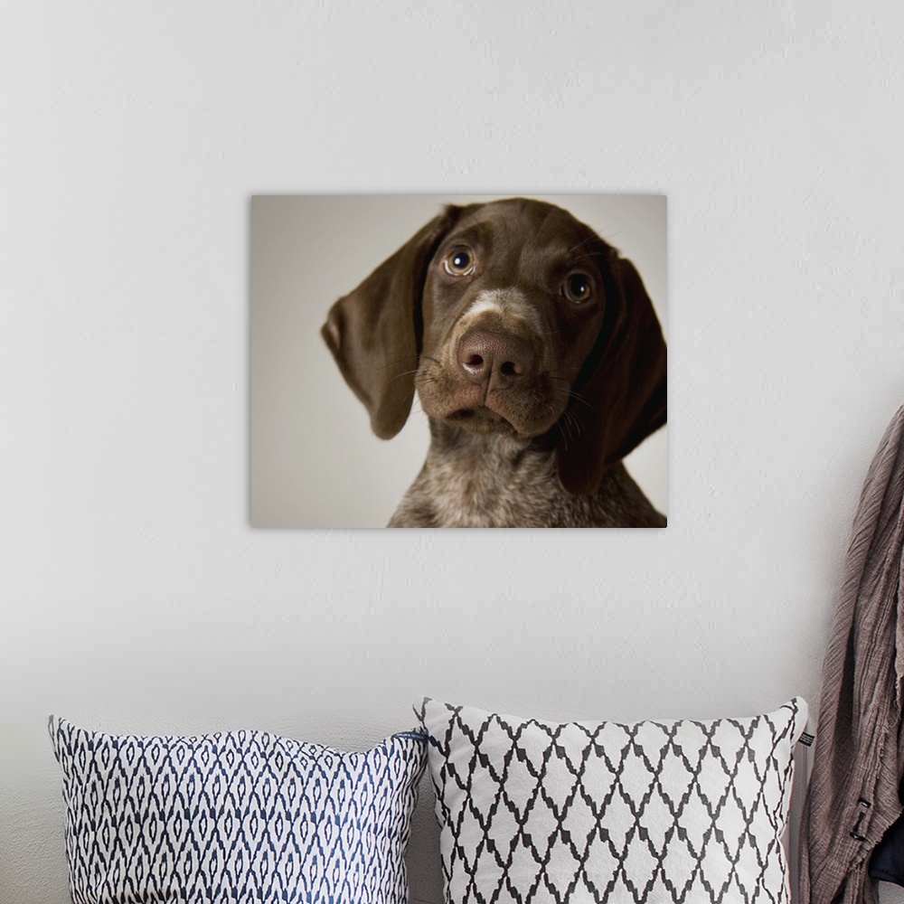 A bohemian room featuring German Short-Haired Pointer puppy, close-up