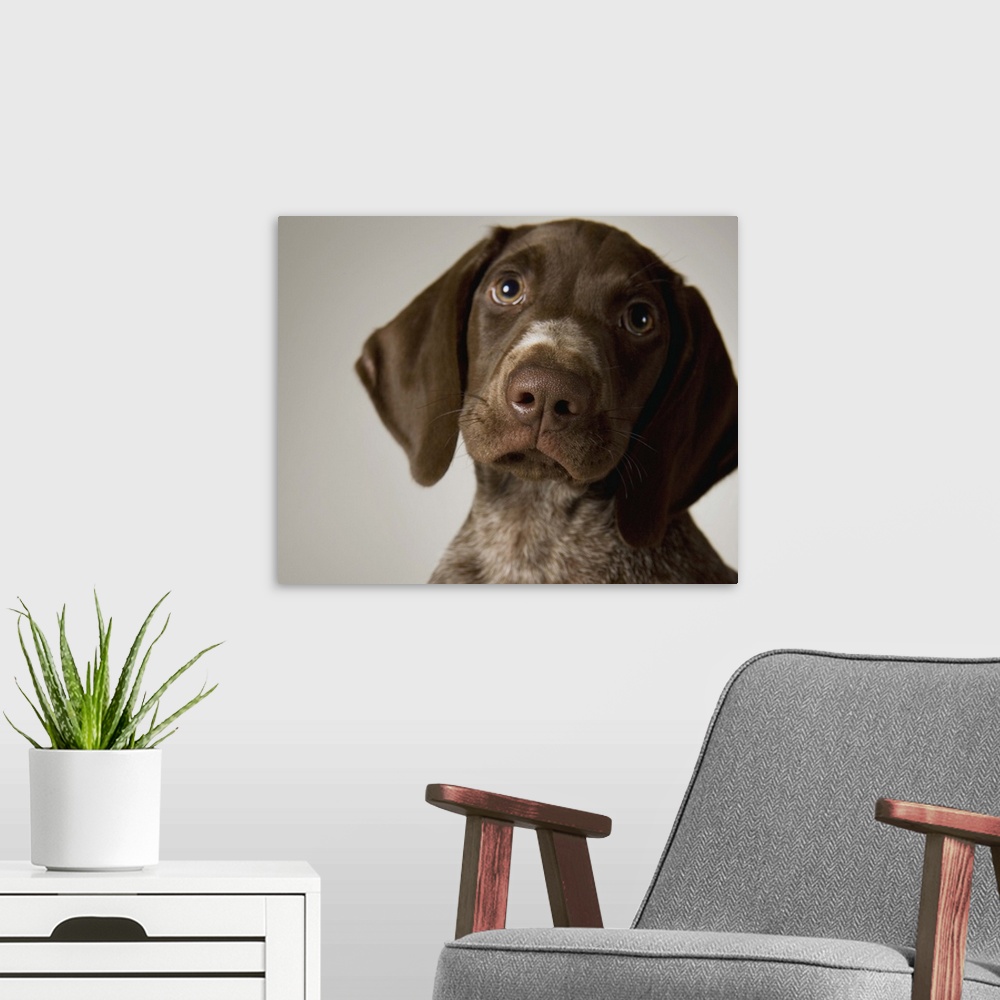 A modern room featuring German Short-Haired Pointer puppy, close-up