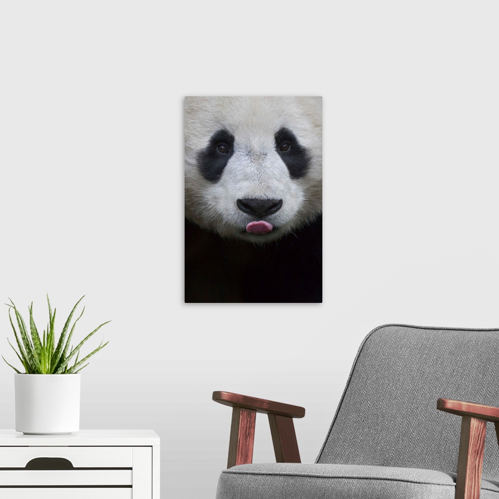 A modern room featuring Giant Panda