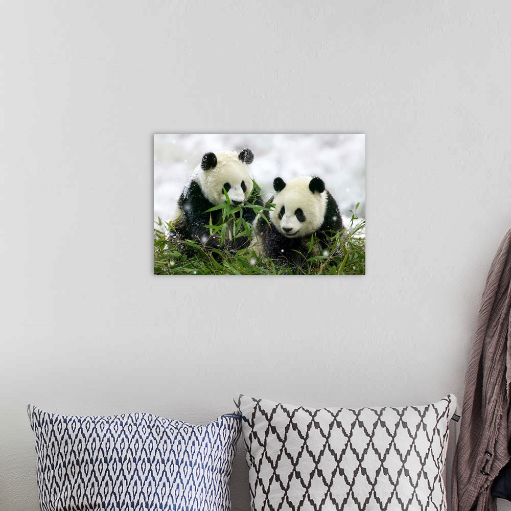 A bohemian room featuring Two giant panda cubs (Ailuropoda melanoleuca) eat bamboo in snowfall in Wolong, Sichuan Province,...