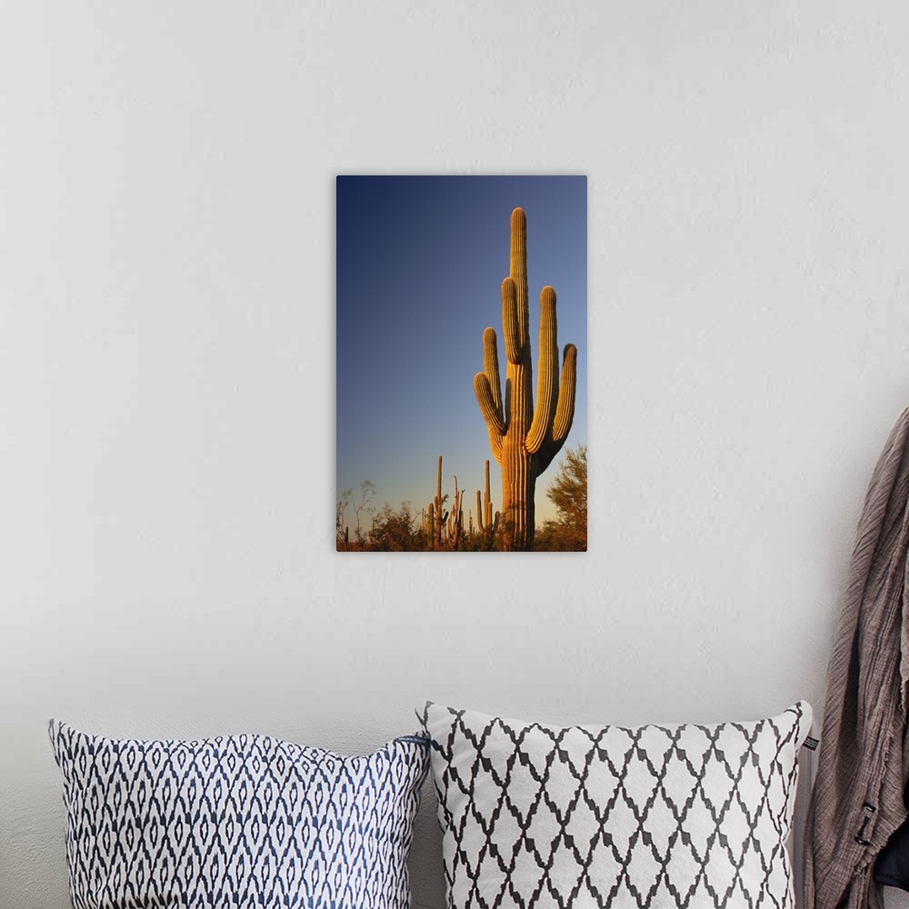 A bohemian room featuring Giant Seguaro Cactus, Organ Pipe Nat'l. Monument, AZ, USA