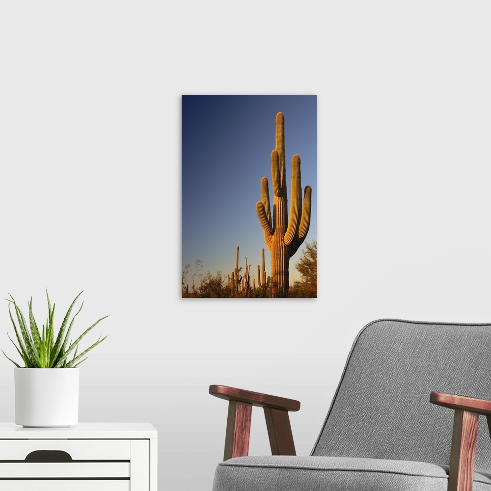 A modern room featuring Giant Seguaro Cactus, Organ Pipe Nat'l. Monument, AZ, USA