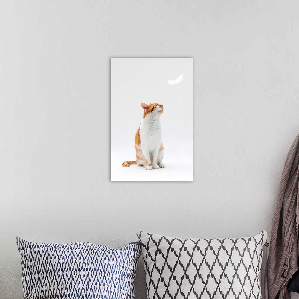 A bohemian room featuring Ginger and white cat looking up towards falling white feather.