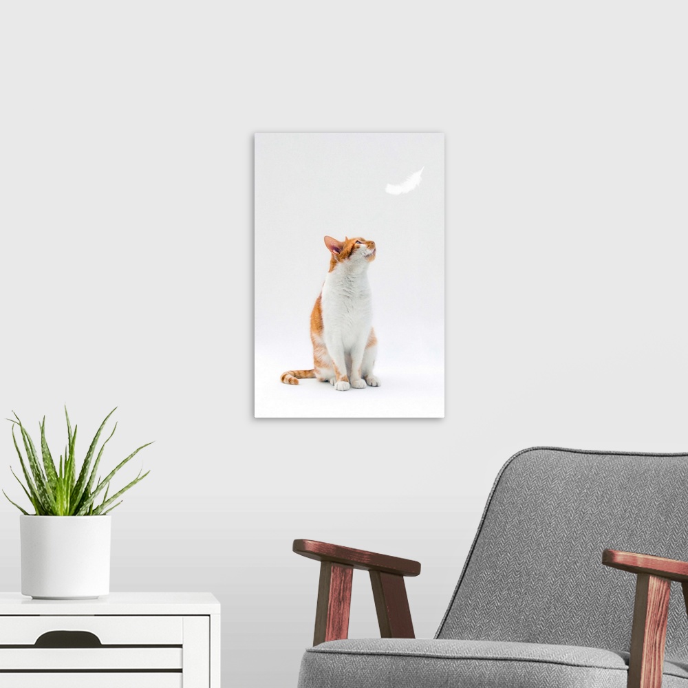 A modern room featuring Ginger and white cat looking up towards falling white feather.