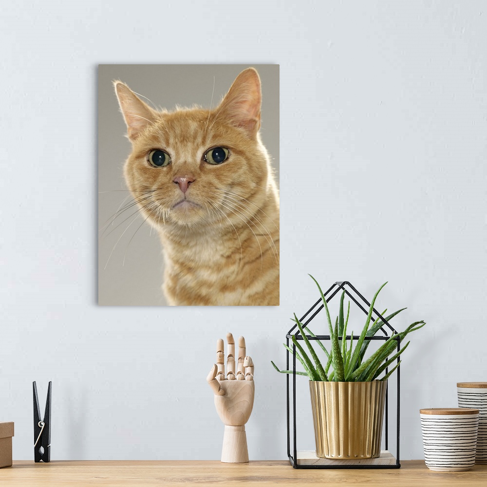 A bohemian room featuring Ginger tabby cat, portrait, close-up