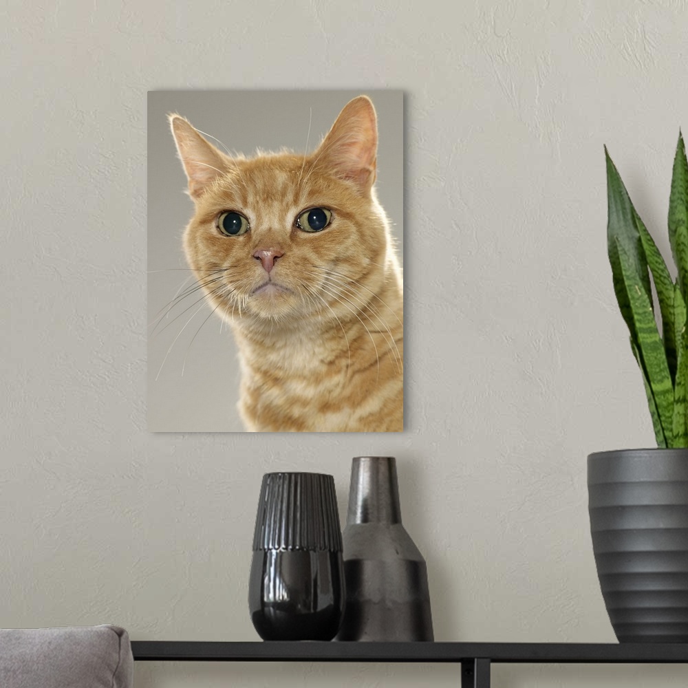 A modern room featuring Ginger tabby cat, portrait, close-up