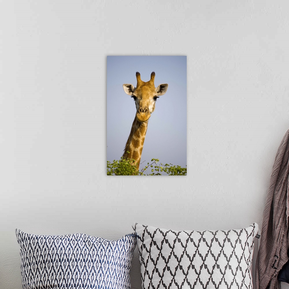 A bohemian room featuring (giraffa camelopardalis), looking at camera, in Kruger National Park in South Africa. Outdoors.