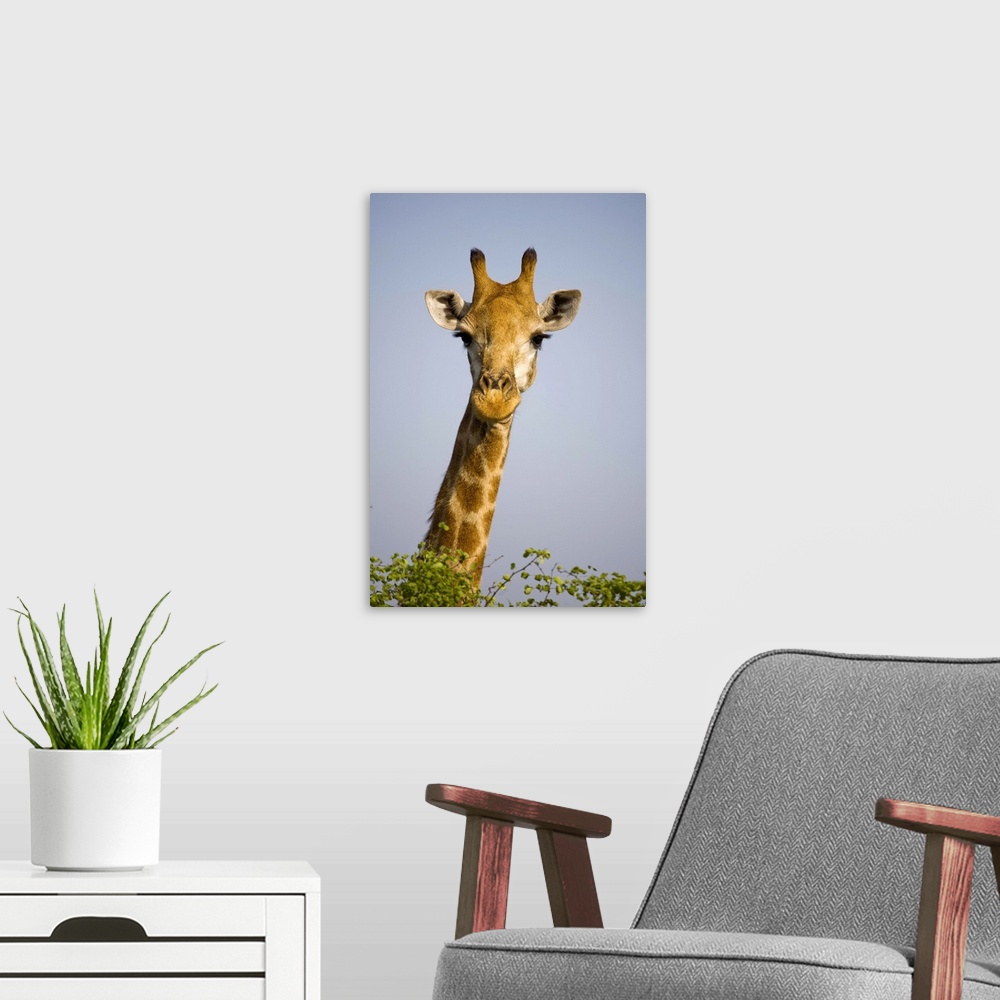 A modern room featuring (giraffa camelopardalis), looking at camera, in Kruger National Park in South Africa. Outdoors.