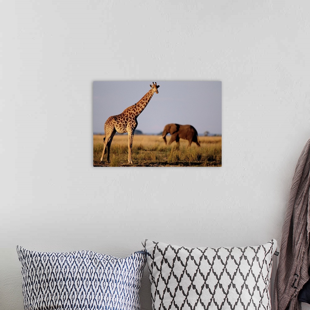 A bohemian room featuring A giraffe and an elephant standing by the Chobe River in Chobe National Park in Botswana.