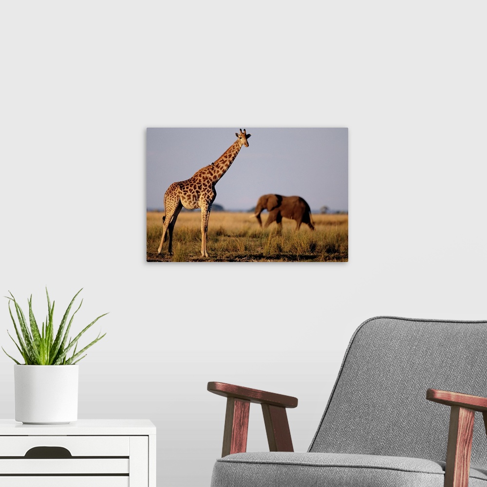A modern room featuring A giraffe and an elephant standing by the Chobe River in Chobe National Park in Botswana.