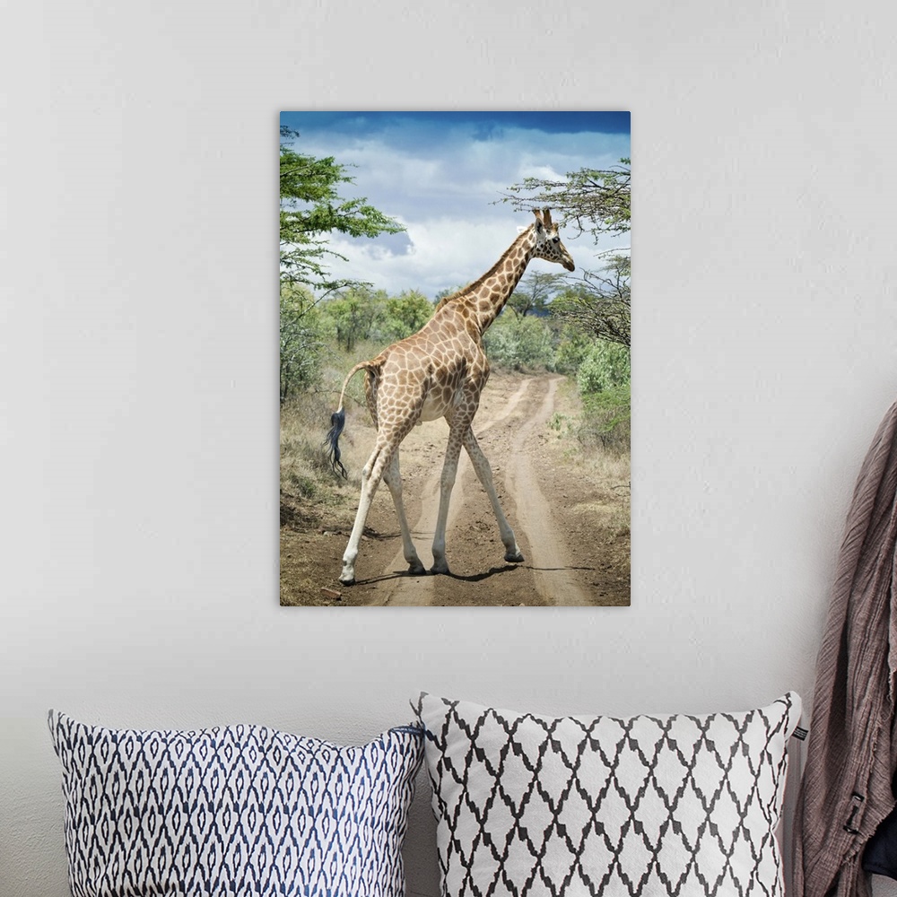 A bohemian room featuring Giraffe crossing road in Masai Mara National Reserve in Kenya.
