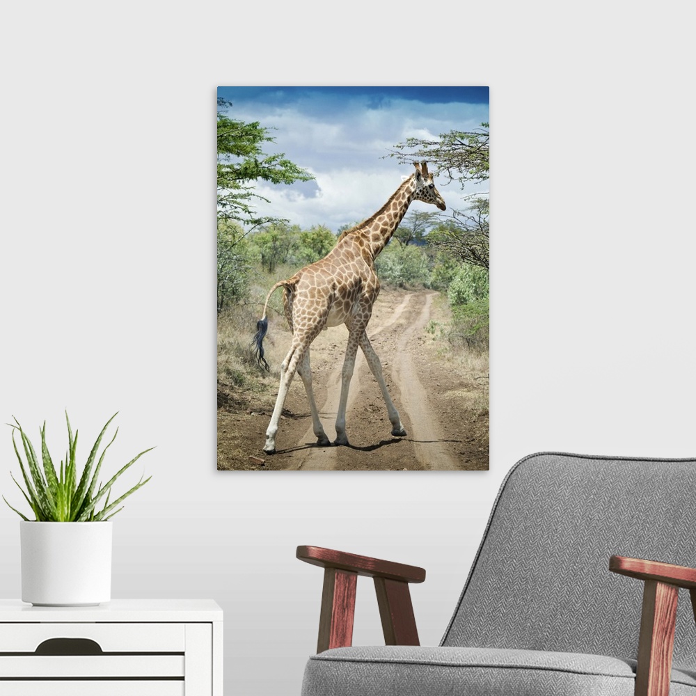 A modern room featuring Giraffe crossing road in Masai Mara National Reserve in Kenya.