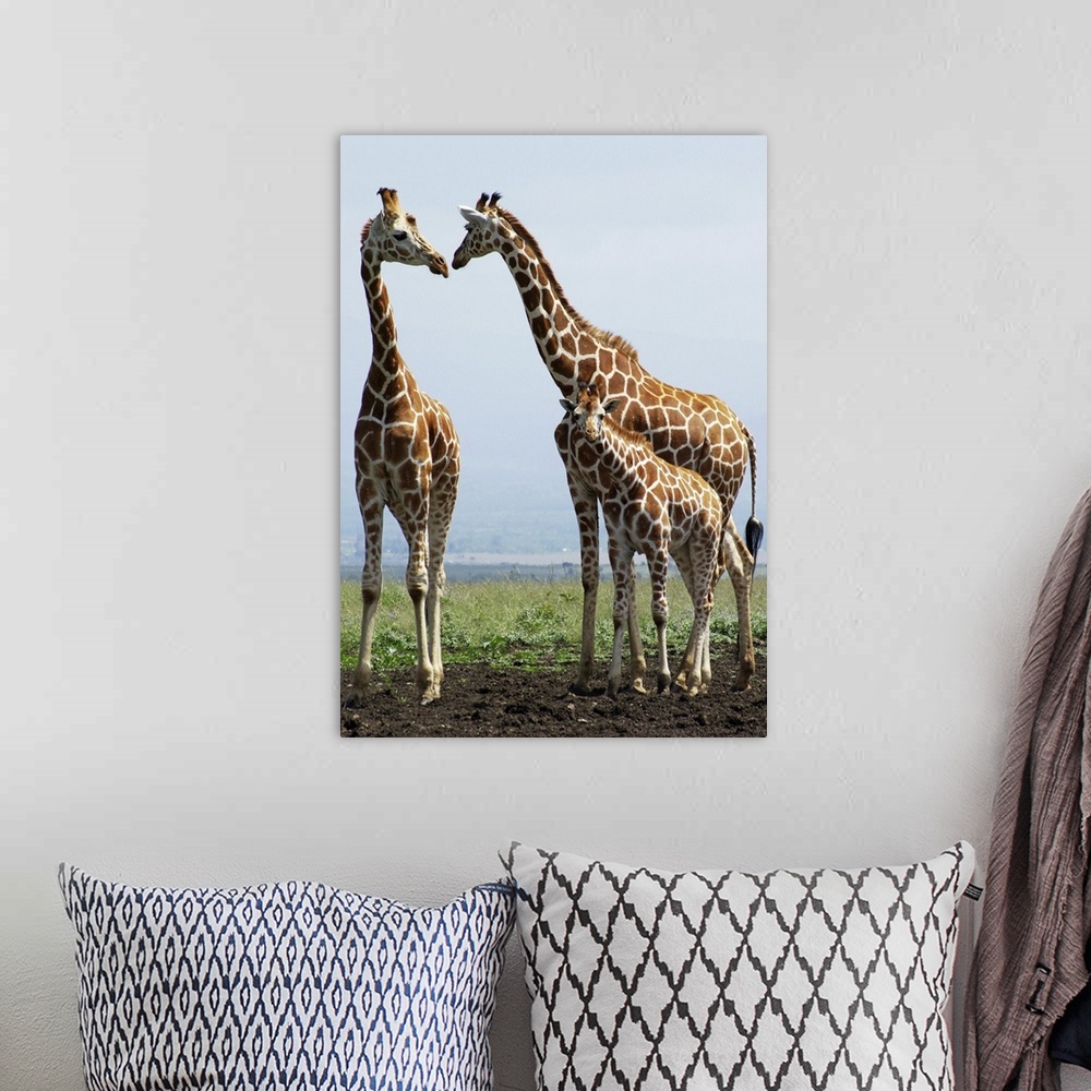 A bohemian room featuring Giraffe family in Aberdare, Kenya.